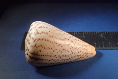 Conus suratensis