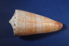 Conus thalassiarchus
