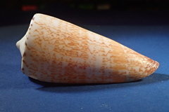 Conus thalassiarchus
