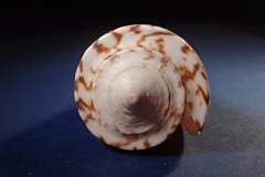 Conus thalassiarchus
