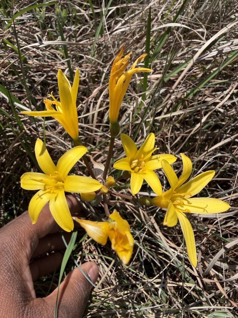 Cyrtanthus breviflorus