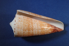 Conus thalassiarchus
