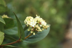 Viburnum triphyllum