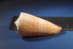 Conus thalassiarchus