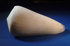 Conus virgo