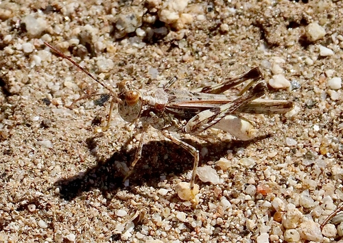 Derotmema laticinctum
