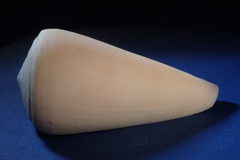 Conus virgo