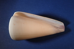 Conus virgo