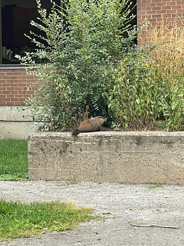 Groundhog