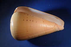 Conus betulinus