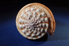 Conus distans