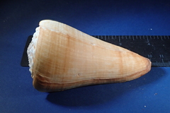 Conus distans