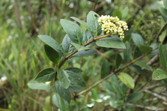 Viburnum triphyllum