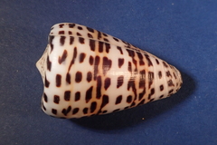 Conus eburneus image