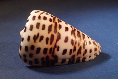 Conus eburneus
