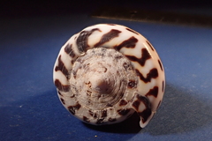 Conus eburneus