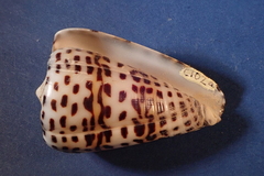 Conus eburneus