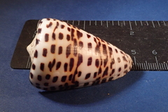 Conus eburneus
