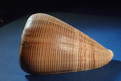 Conus figulinus