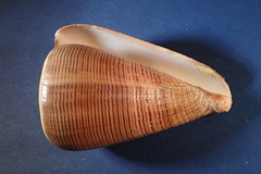 Conus figulinus