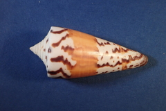 Conus generalis
