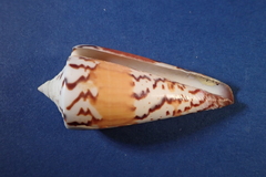 Conus generalis