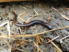 Batrachoseps attenuatus