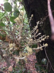 Cystotheca lanestris