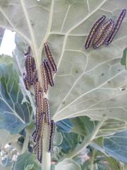 Pieris brassicae