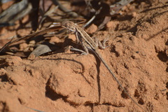 Ctenophorus fordi