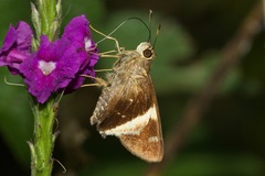 Vacerra hermesia