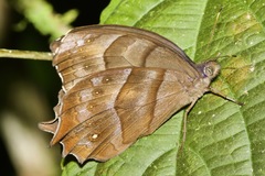 Pseudodebis puritana