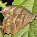 Pseudodebis puritana - Photo (c) Tom Horton, alguns direitos reservados (CC BY-NC), uploaded by Tom Horton