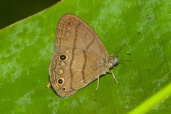 Hermeuptychia pimpla