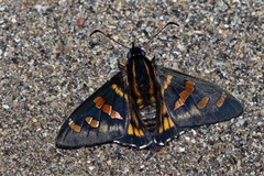 Mimardaris pityusa