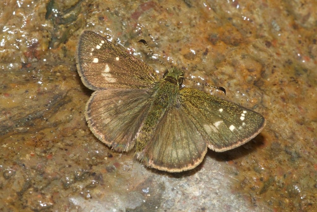 Crithoe Skipperling