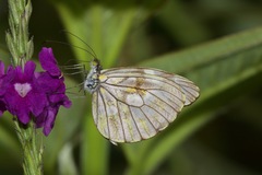 Dismorphia lewyi