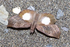 Theagenes albiplaga