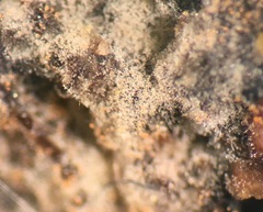 Botryohypochnus isabellinus