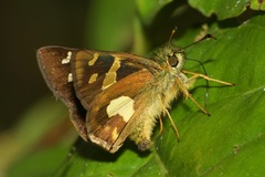 Dalla mesoxantha