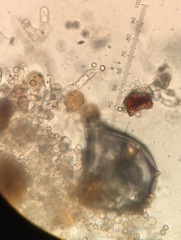 Botryohypochnus isabellinus