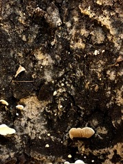 Botryohypochnus isabellinus