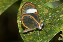 Pteronymia alissa