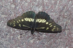 Gnathotriche exclamationis