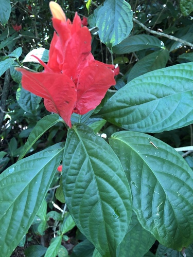 Ruellia chartacea observed 2019-12-09