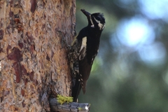 Williamson's Sapsucker photo 3