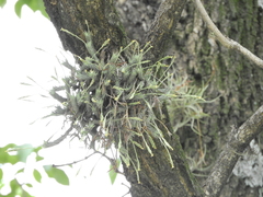 Tillandsia tricholepis