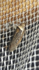 Sordana sordida