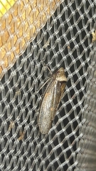 Sordana sordida