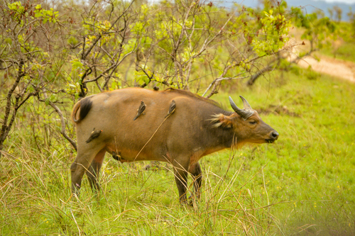 Forest Buffalo